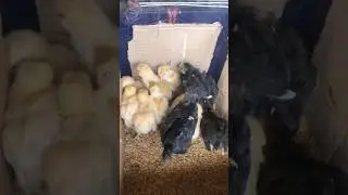 | lohmonn brown chicks price in Pakistan | lohmon brown chicken breed | murgi ke bacche |