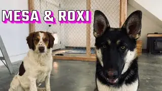 Как построить собачью будку в доме (перестройка будки в моём магазине)