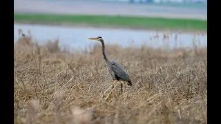 Great Blue Heron 大藍鷺