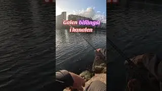 Galen bif&aring;ngst i Malm&ouml; kanal #brax #nedfiske #fiske #abborrfiske