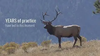 Blacktail Bows - 