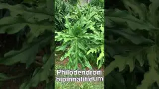 Philodendron bipinnatifidum Selloum o Paraguayo.  Parte I, introducción: Inflorescencias. T27