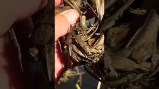 GLOBAL FOOD SECURITY SOLUTIONS UNLIKE NO OTHER  SUPER GRASS SUPER PLANT