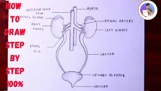 How to draw human excretory system in easy way - step by step / Kidney diagram drawing in 4 minutes
