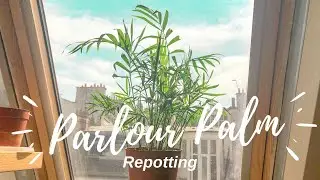 Parlor Palm (Parlour Palm) Repotting | Plant Vlog