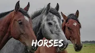 Horses and Ponies Farm Animals Video | Calm Music for Kids | Peaceful Horses and Ponies | Calm Music