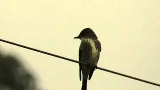Contopus cooperi - Olive-sided Flycatcher - Pibi boreal