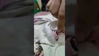 How Many Teeth Does a Cat Really Have?Guess 😲🤔🧐 #cat #catlovers #catmemes #subscribe #viral #youtube