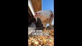 Что едят наши куры?