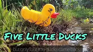 ✨ Five Little Ducks ✨ Nursery Rhymes