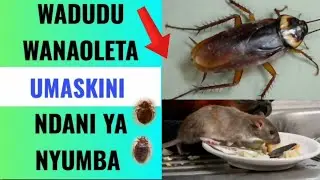 Ukiona WADUDU hawa nyumbani kwako USIPUUZE , wanaleta nguvu ya UMASKINI