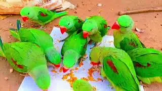 Parrot sound | Parrot Talking Videos | mithu ki awaaz | Tanishu Singh Miniature 