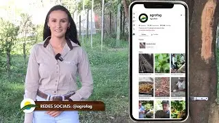 Iza na Fazenda: você sabe como é feita a colheita da canela?
