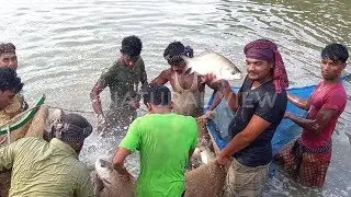 Amazing Fishing Trap | Fishing View in Bangladesh Amazing Fish Hunting by Hook || JAM Fishing Life