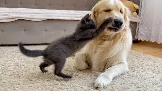 Fearless Kitten Attacks Poor Golden Retriever