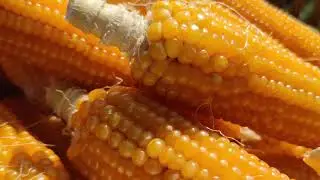 Corn Stock Footage - Corn Free Stock Videos - Corn No Copyright Videos