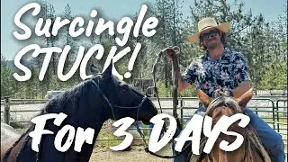 Surcingle STUCK on a MUSTANG for THREE DAYS!!!