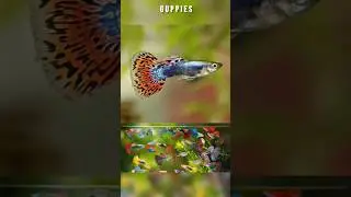 Top 5 low maintenance tropical fish || Best fish for beginners || Easy to keep #reels #aquarium