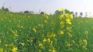 Layyah Eid Song / Layyah for Status whatsapp