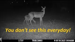 Backyard Trail Cam Moments  -Episode #200