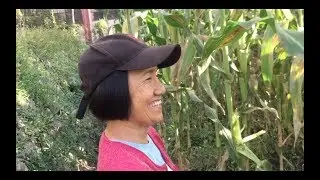 Mam Lilibeth & her New healthy purple sweet glutinous corn in Itogon, Benguet.