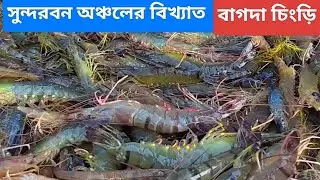 prawn shrimp fish harvesting in fish farm /Asian fish farming business/viral shrimp fishing