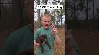 Самая крутая собака-ищейка в Миссисипи 🦌 🐕 #охота #белохвостыйолень