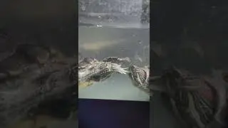 Mesmerizing Turtle Jazz Hands #turtle