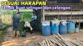 Hebat, Masih Bujangan Bikin Rumah Di Bantu Dari Hasil Ternak Kambing