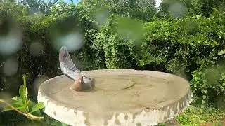 Unusual Bird  Behavior?