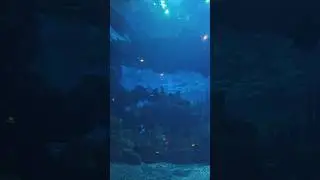 BEST EPCOT restaurant aquarium views 🐟 #disney