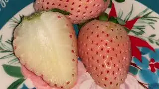 Let&rsquo;s Try a Pineberry (Review)