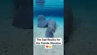 This is the sad reality for the Florida manatee&hellip; 💔 #conservation #wildlife #florida #manatee