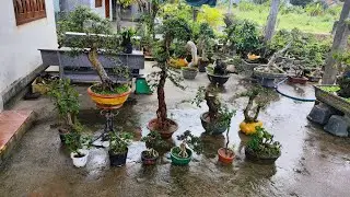 Trưa 30/1 (Zalo 0983733063) Hải Châu , Sơn De , Sam Trái , Chòi Mòi , Duối , Dâu...giá rẻ bao ship