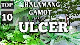 TOP 10 MEDICINAL PLANTS FOR TREATING STOMACH ULCER | HALAMANG GAMOT PARA SA ULCER | Homefoodgarden