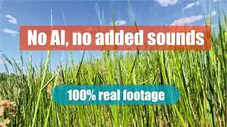 Wind in the wheat field. REAL sound, REAL footage, no AI. ASMR