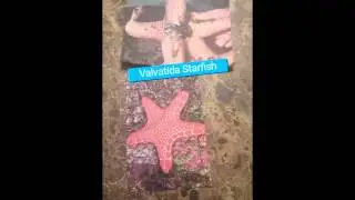 The Valvatida Starfish