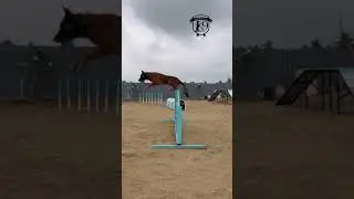 🔥Shadow 🔥Agility full video soon #dogs #belgianmalinois  #dogs #shemeeksk9