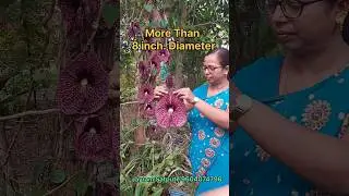 Very big and beautiful duck flower wine plant from my lotus and water lily garden. #garden #flowers