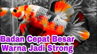 Makanan Ikan Cupang Agar Cepat Besar