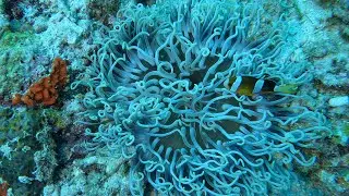 Borneo 2024 - Dive 14 - Timba Timba island - Pistol's paradise