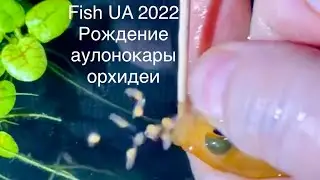 Fish UA 2022 в прямом эфире!