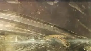 Aphanius anatoliae transgrediens 