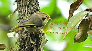 金额雀鹛 Pseudominla Variegaticeps