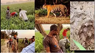 Trip to Punjab Last Vlog | Tiger in Village | Back to home |