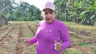 ESPAÇAMENTO PERFEITO PARA TER SUCESSO COM MACAXEIRA