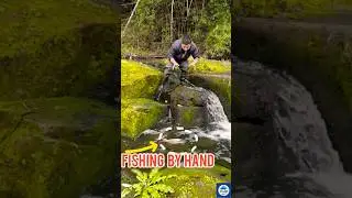 Fishing with Bare Hands from Mountain Streams #fishing #shortvideo #tranding #viral #reels 🌿🐟