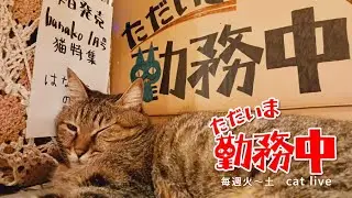 2025.11.28【Cat Live Stream】看板猫かもめの『ただいま勤務中』