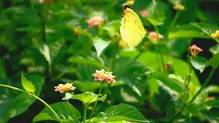 Common Grass Yellow Butterfly 🦋