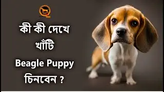 How to identify original beagle puppy | Purebred identification marks | Bengali | QDogS